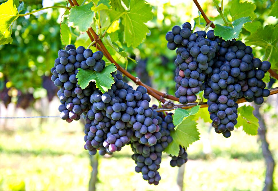 Grapes-ezgif.com-resize.jpg