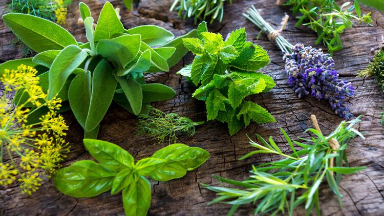 Hit-the-herb-garden.jpg