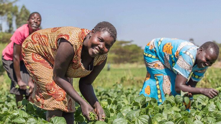 Farm Africa reaches 612,441 people across eastern Africa