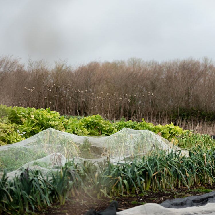 Crocadon-farm-2.jpg