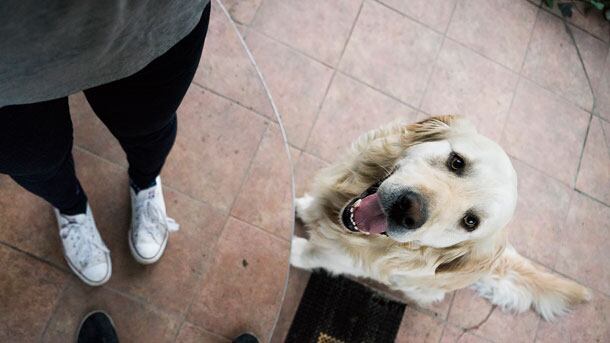 DOG-photo-610.jpg