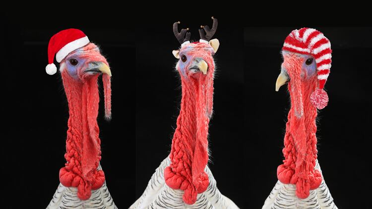 Season's Eatings: what to consider when creating a Christmas menu
