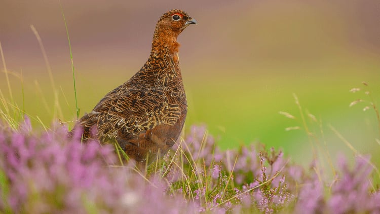 Inglorious twelfth: low grouse numbers cause prices to shoot up  