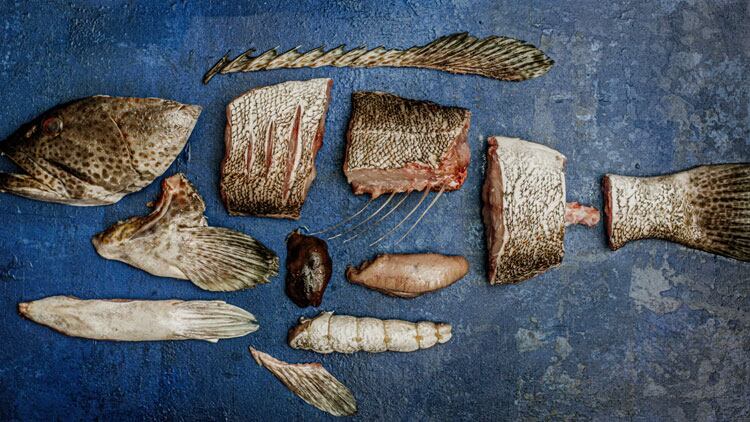 KIMA-Fin-to-gill-web.jpg