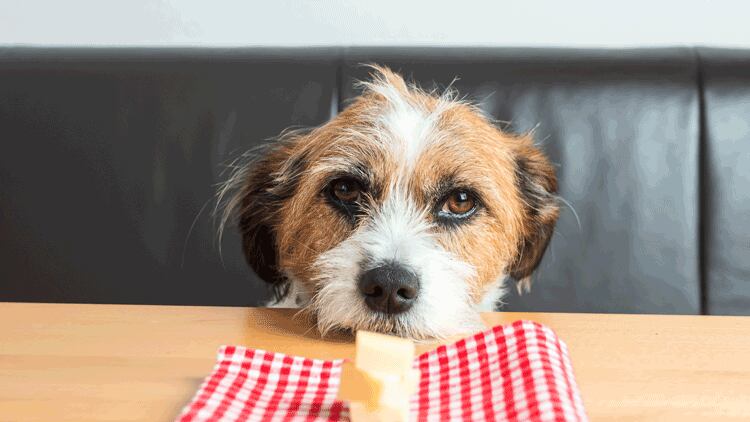 The Lowdown: Pawsitive Café