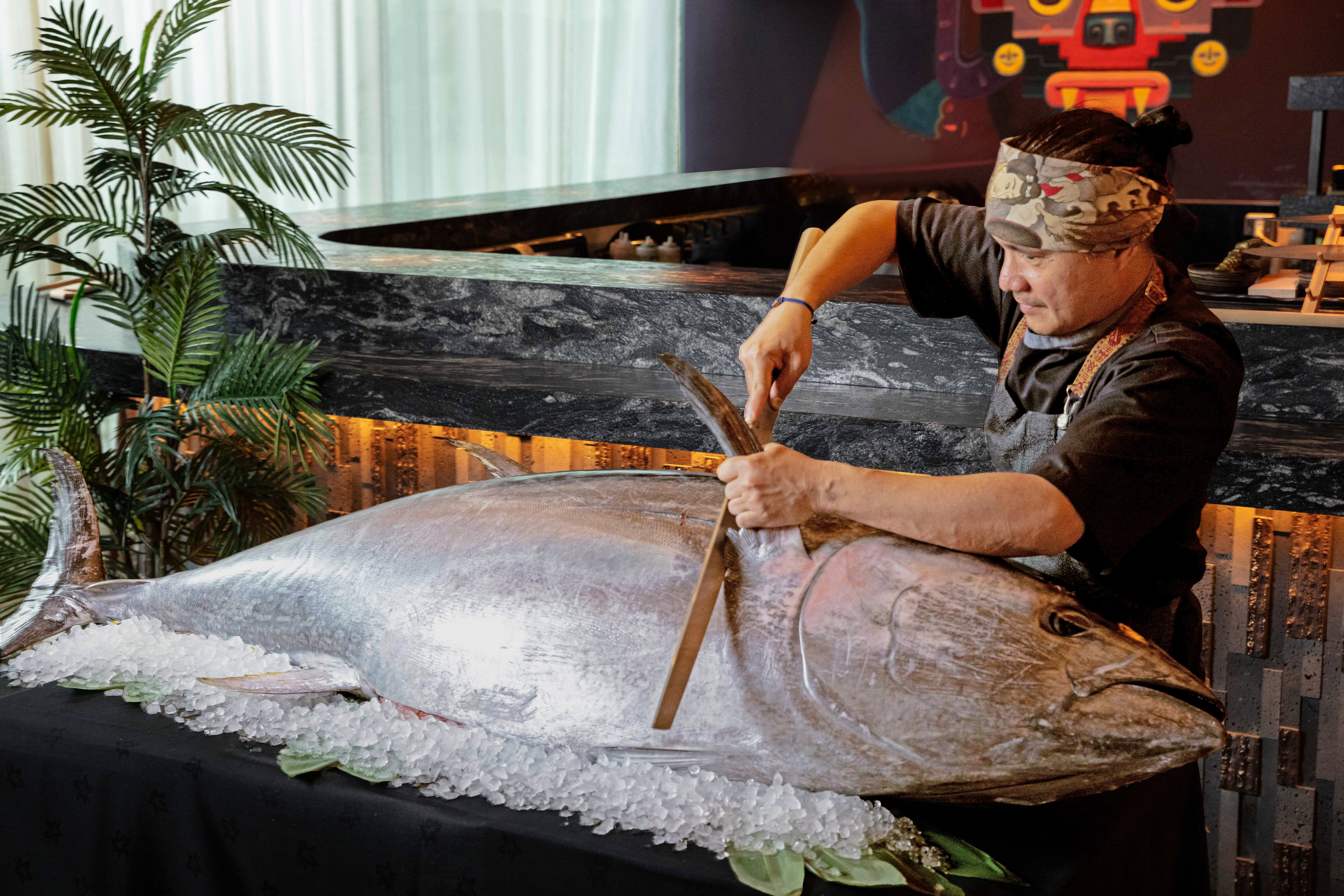 A resurgence in bluefin tuna stocks means more UK restaurants are adding it to their menus, with some even putting on ceremonial meals that sees the fish broken down and filleted in front of diners