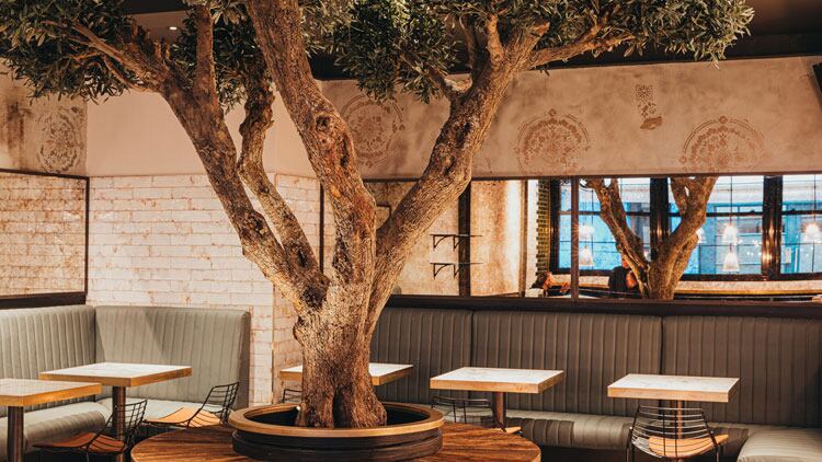 Interior-with-olive-tree-3.jpg