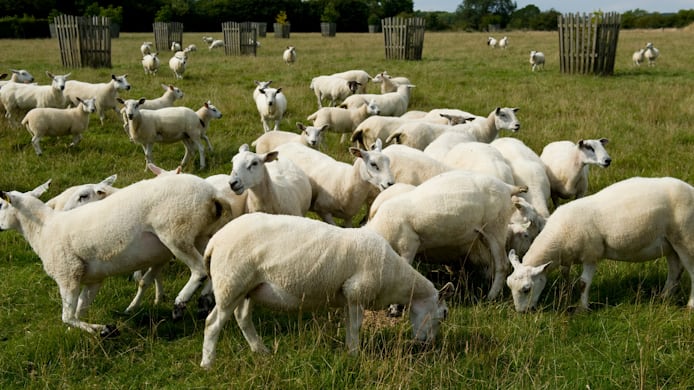 London-based caterer Green & Fortune has achieved B Corp certification, recognising its social and environmental standards as the business continues to expand its hospitality portfolio in the capital.