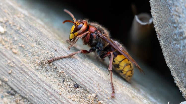 hornet.jpg