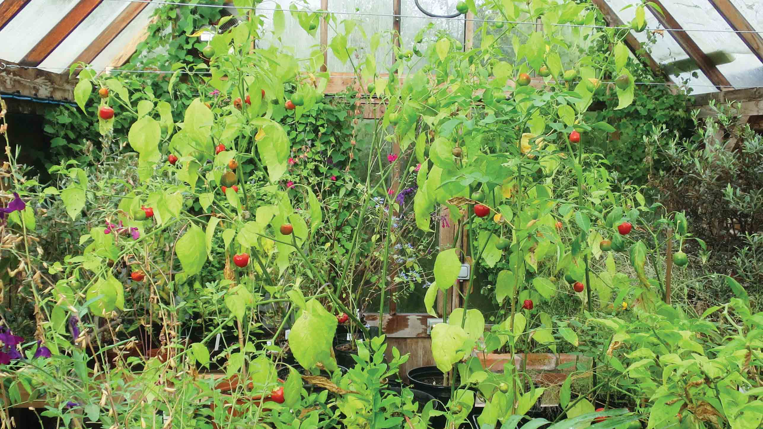 tomatoes.jpg