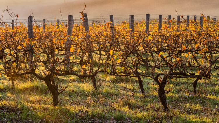 Wine Australia calls for support amid fire crisis