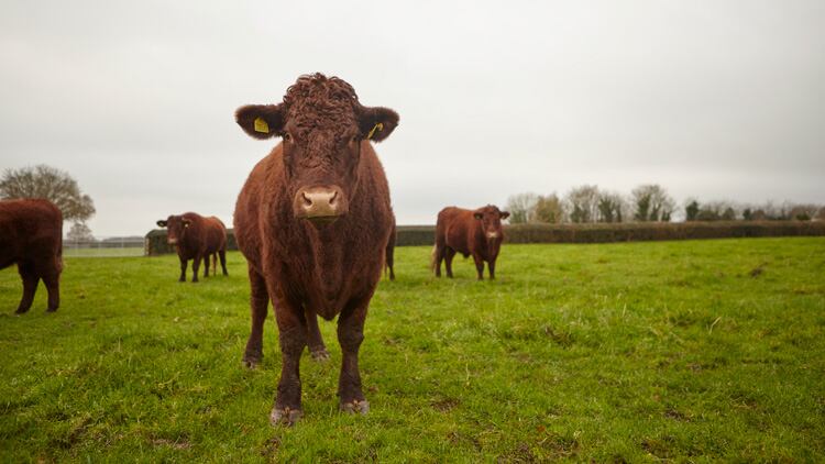 native-beef-ethical-butcher7.jpg