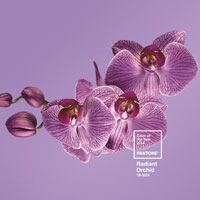 Pantone-2014-Colour-of-the.jpg