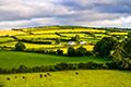 The grass is now even greener for Irish beef
