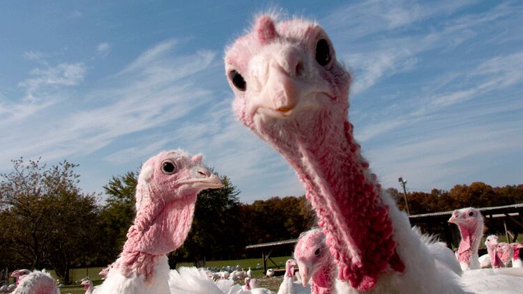 The Lowdown: The turkey shortage