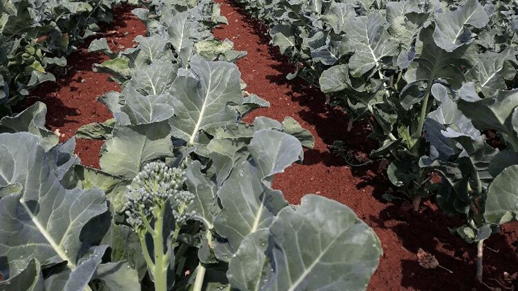 tenderstem4.png