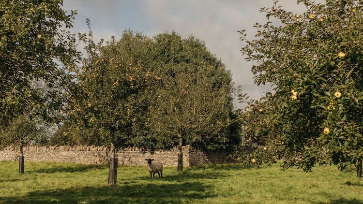 Osip-Farm.jpg