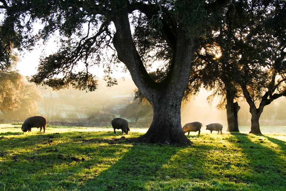 Pigs-ezgif.com-resize.jpg