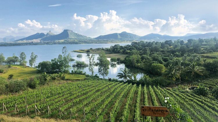 Vallonne-VineyardBIGH.png