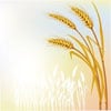 Wheat.jpg