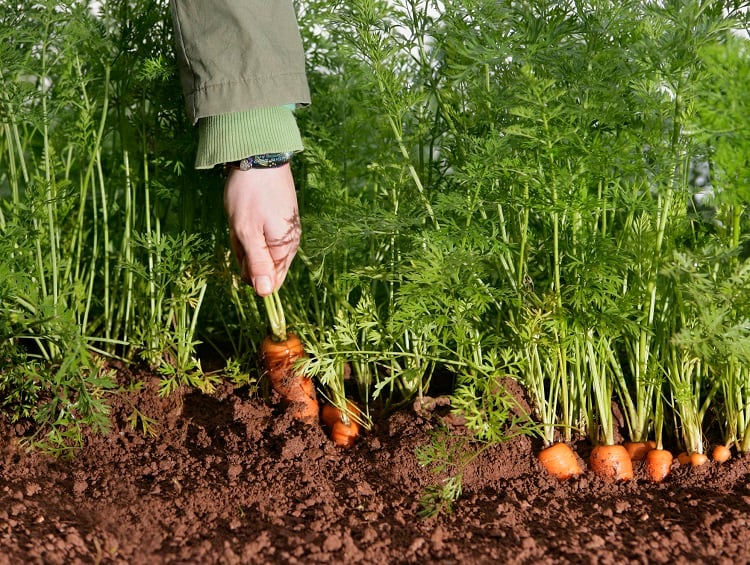 Carcinogenic metal cadmium is found in a wide variety of foods, including root vegetables.