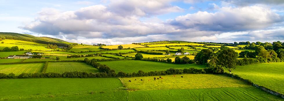 The-grass-is-now-even-greener-for-Irish-beef-BordBia.jpg