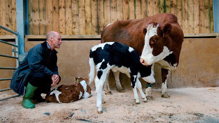 dairy.jpg