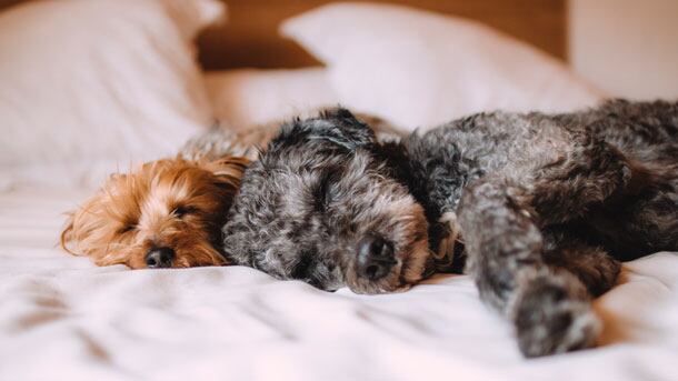 sleeping-dogs-610.jpg