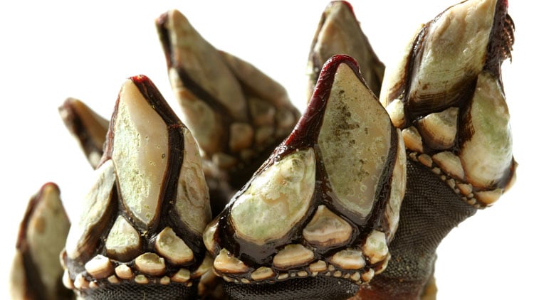 Goose_barnacles.jpg