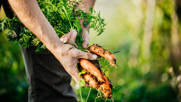 Drought fears cause concern as food prices surge further