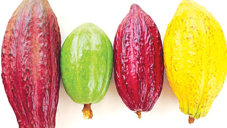 cocoa-beans.jpg