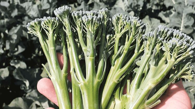 tenderstem2.png