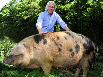 Robin-Hutson-pig.jpg