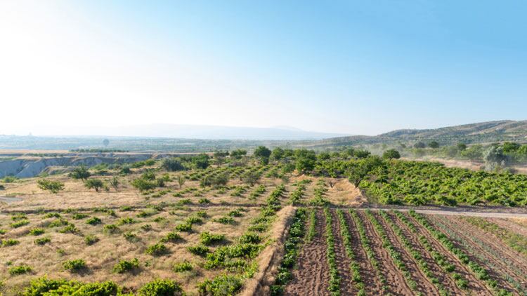 Turkish-wine.jpg