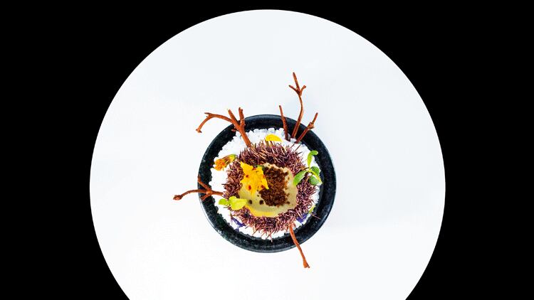 Sea-urchin-750.png