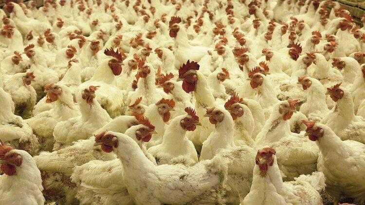KFC-admits-to-poor-animal-welfare-conditions-in-first-annual-chicken-welfare-report.jpg
