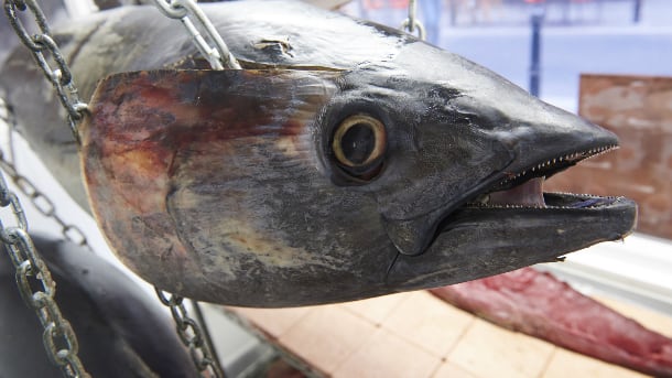 tuna-face-610.jpg