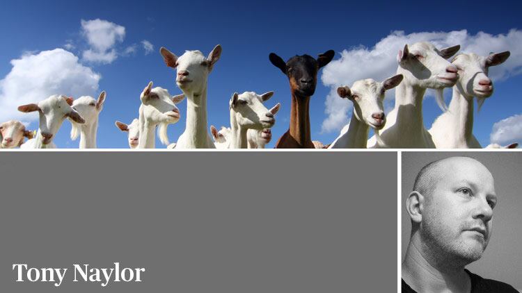 Kid-friendly: why restaurants should get behind goat meat