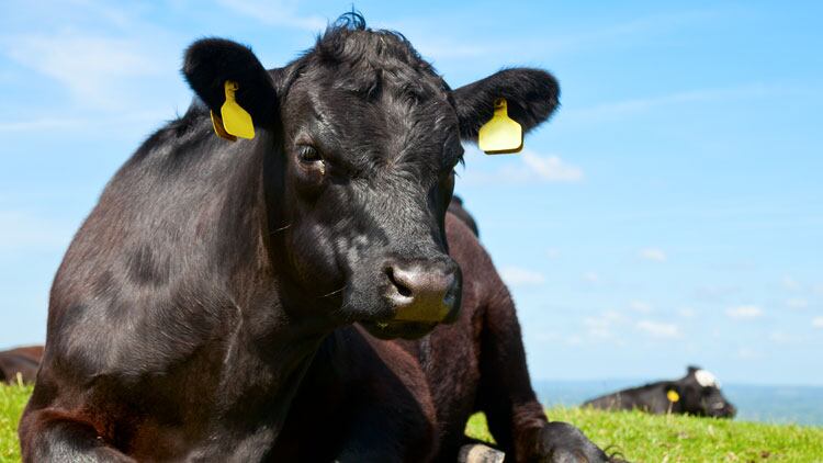 The Lowdown: Aberdeen Angus Pure