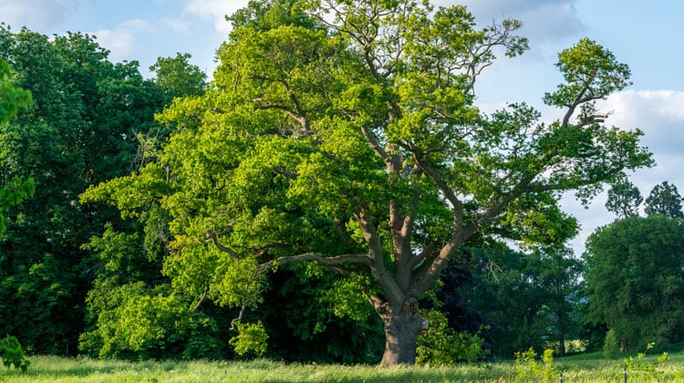 Carbon-Offsetting.jpg