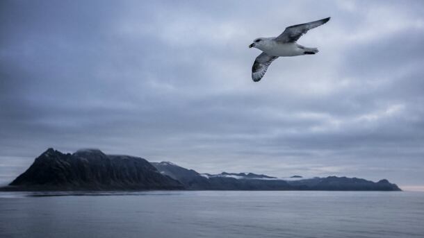 svalbard-610.jpg