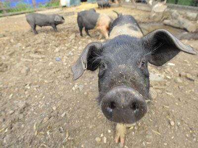Pig.jpg