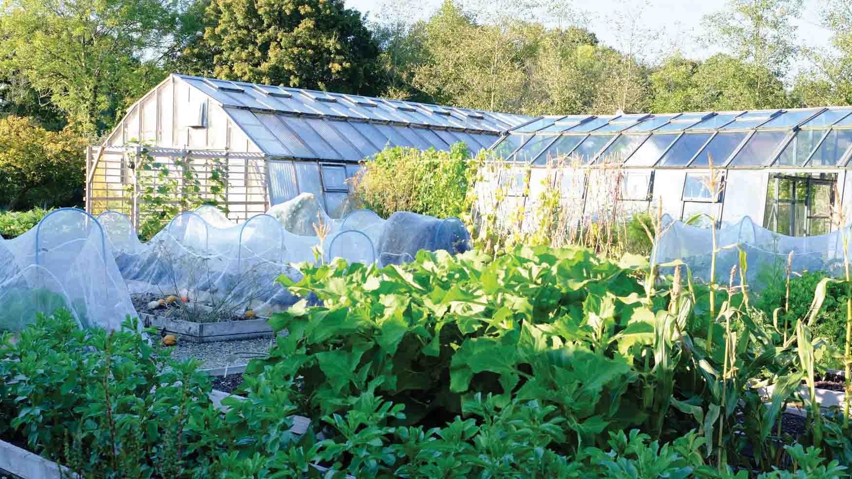 Ryewaters-greenhouses.jpg