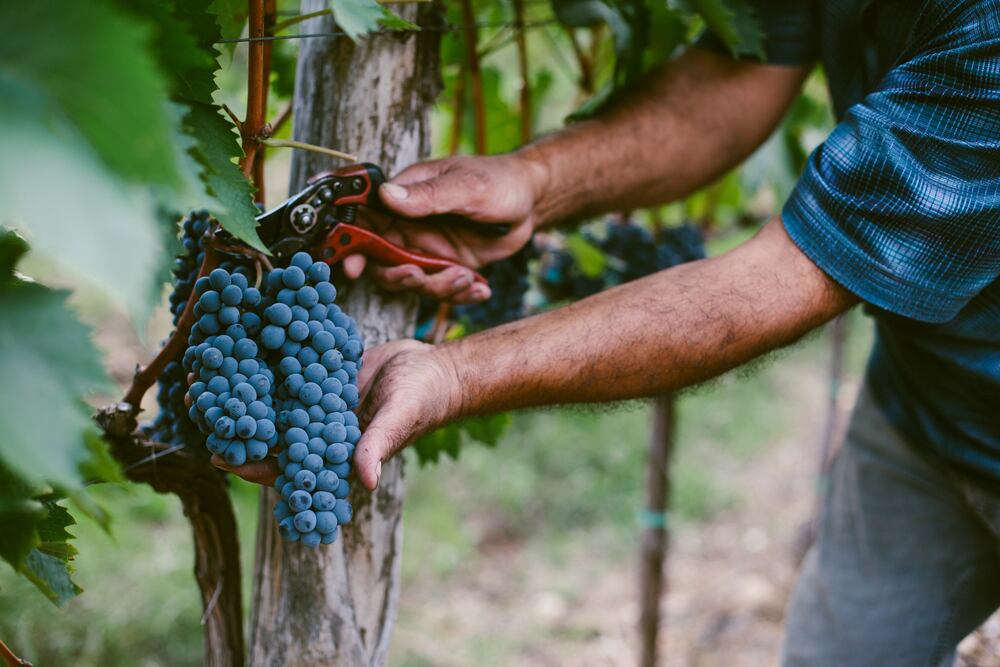 Grapes