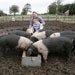 12-year-old rears pigs to supply father's restaurant